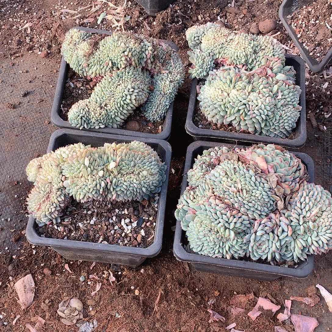 白胖子缀化9.9米 年底清仓福利：
