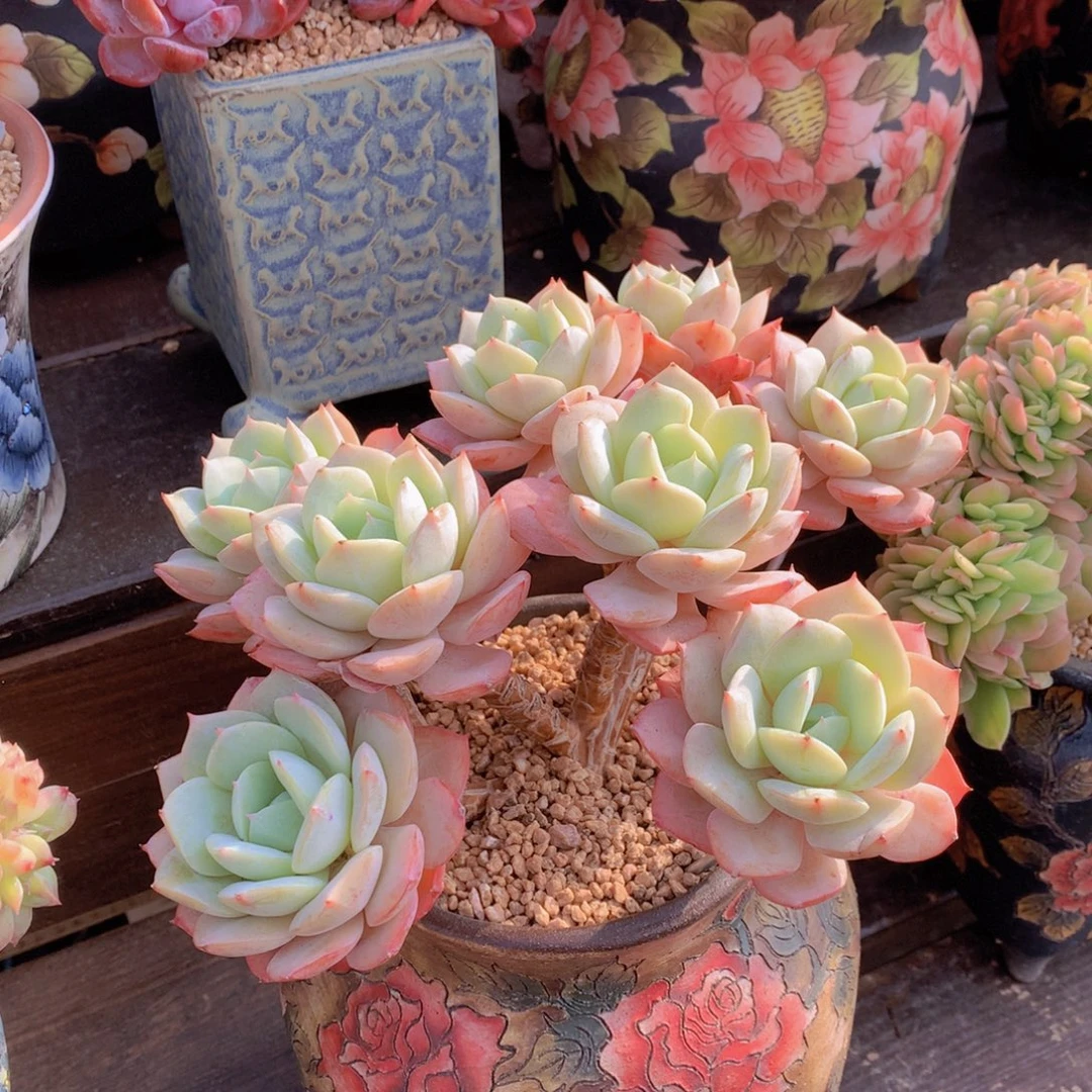 精品多肉植物花卉盆栽花卉
