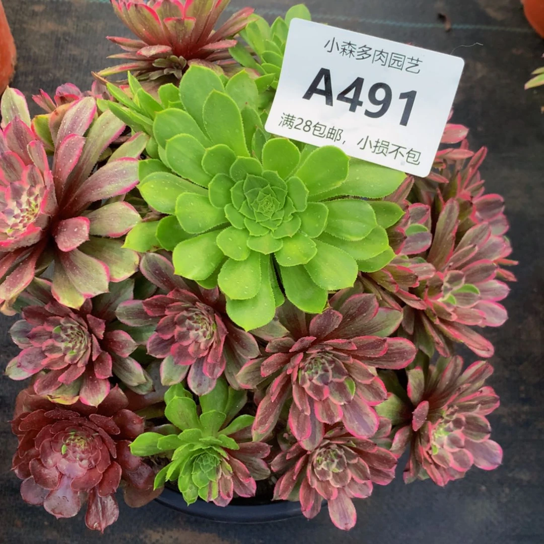 【闪购商品】周*琳491花脸多肉