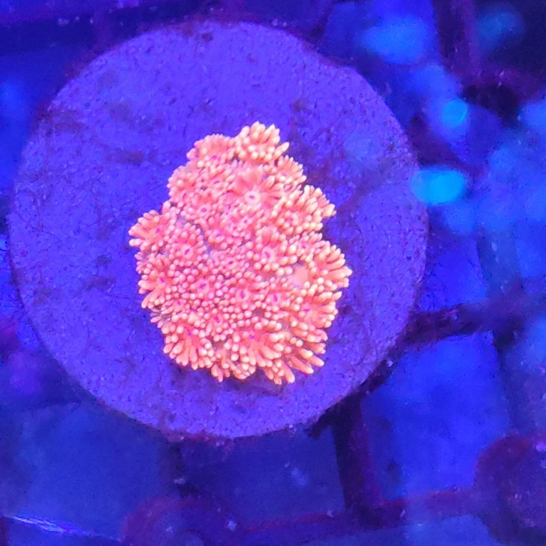 智海珊瑚馆 竞拍链接