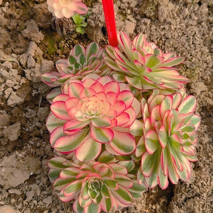 5-14倾城多肉法师