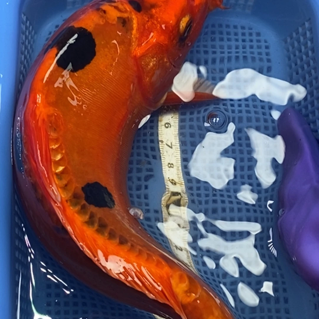 锦鲤冷水锦鲤包邮