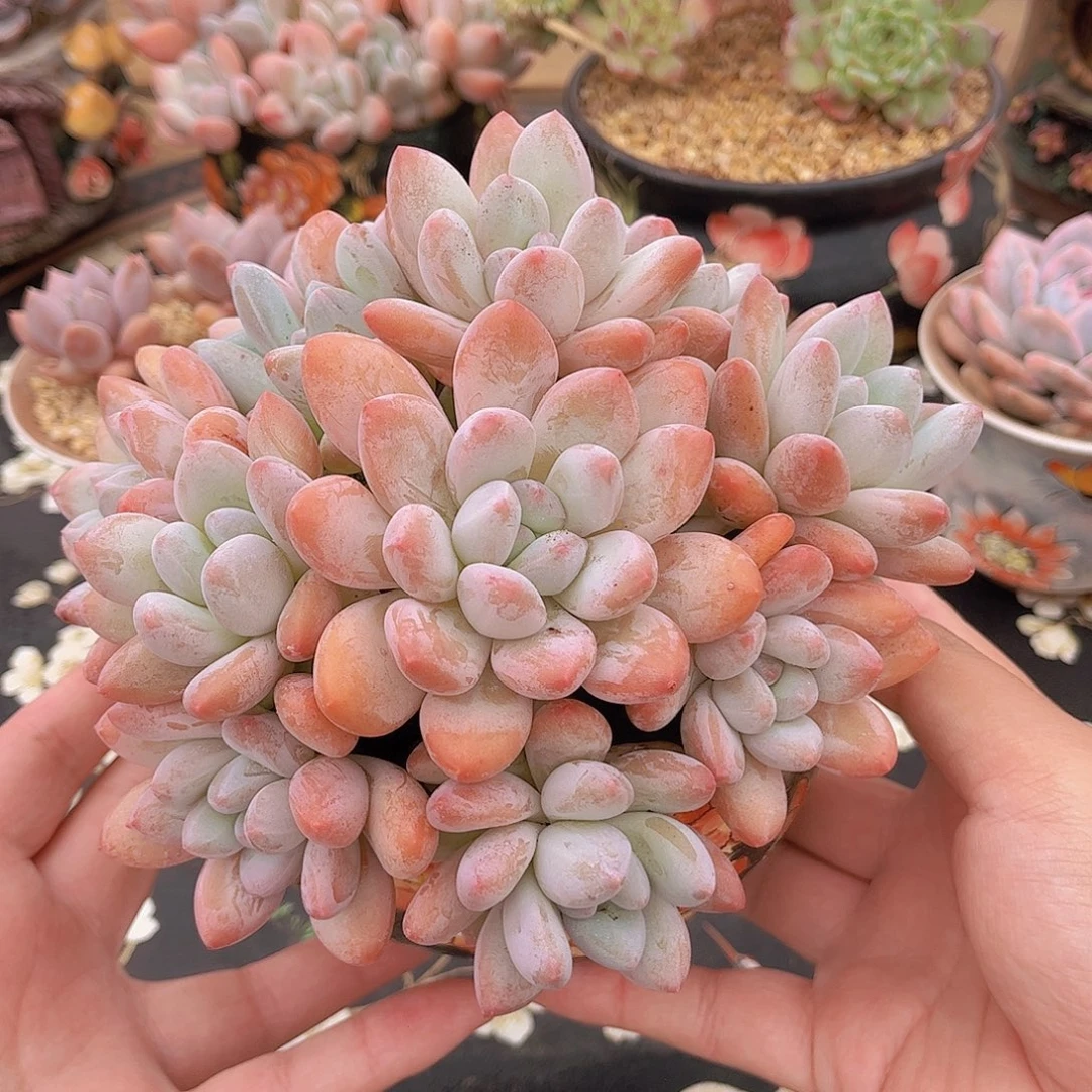 韩版丸叶香水多肉