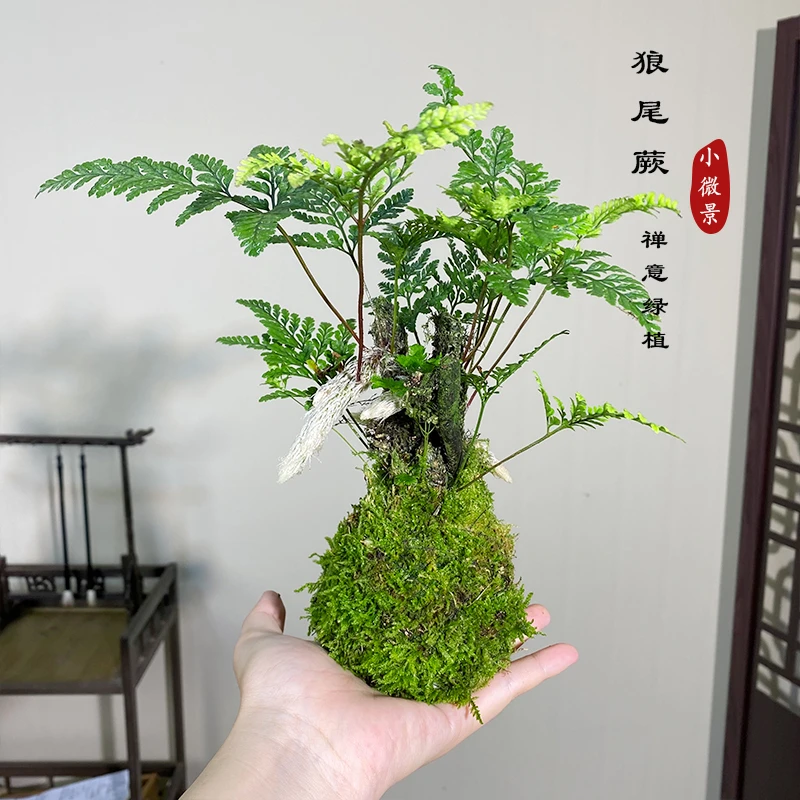 【翊然】狼尾蕨苔藓球室内耐阴茶桌书桌禅意好养耐活绿植