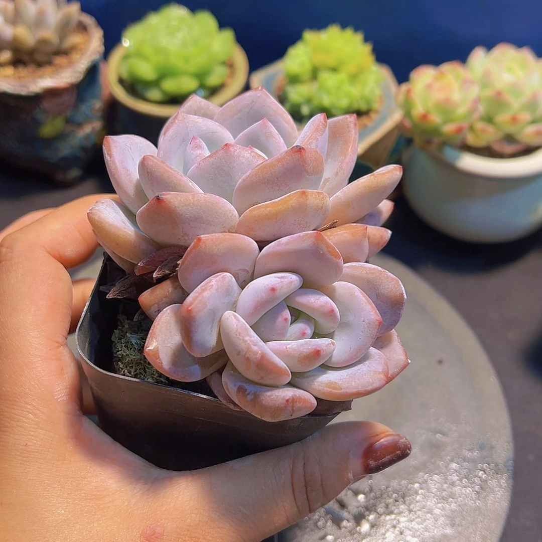 蒙****郎新品杂交，多肉植物