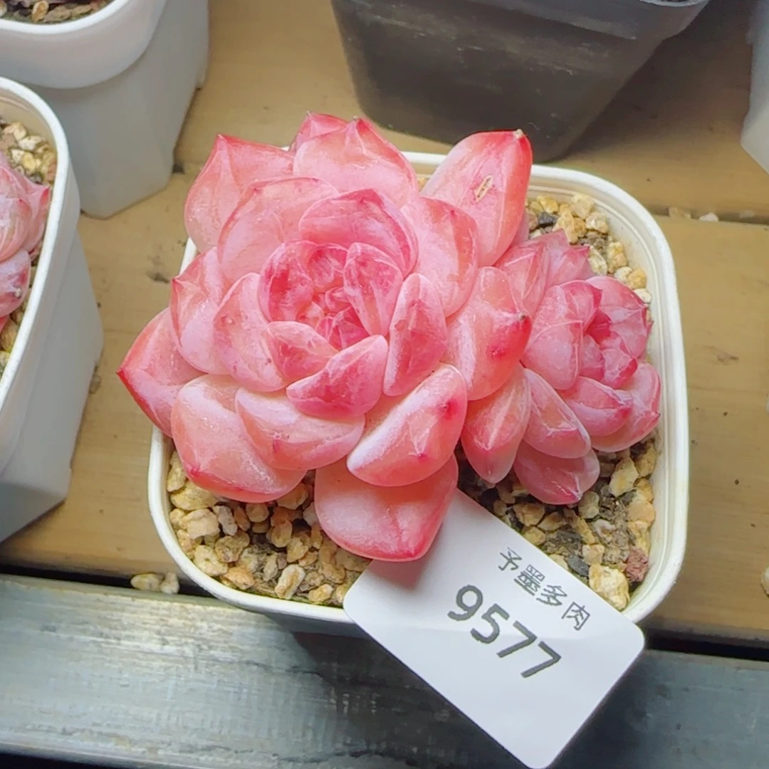 黛玉冰魄，9577多肉植物