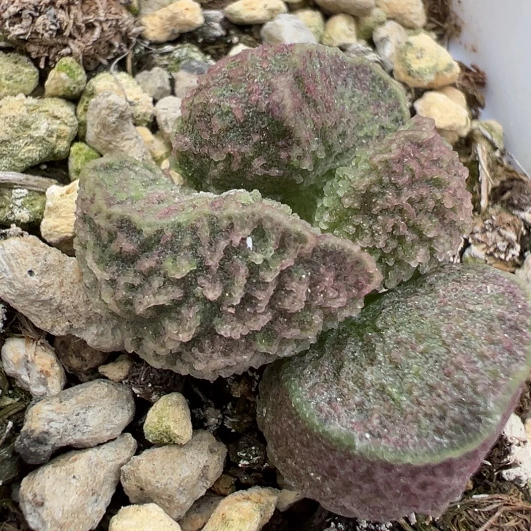 实生新品多肉植物水泡