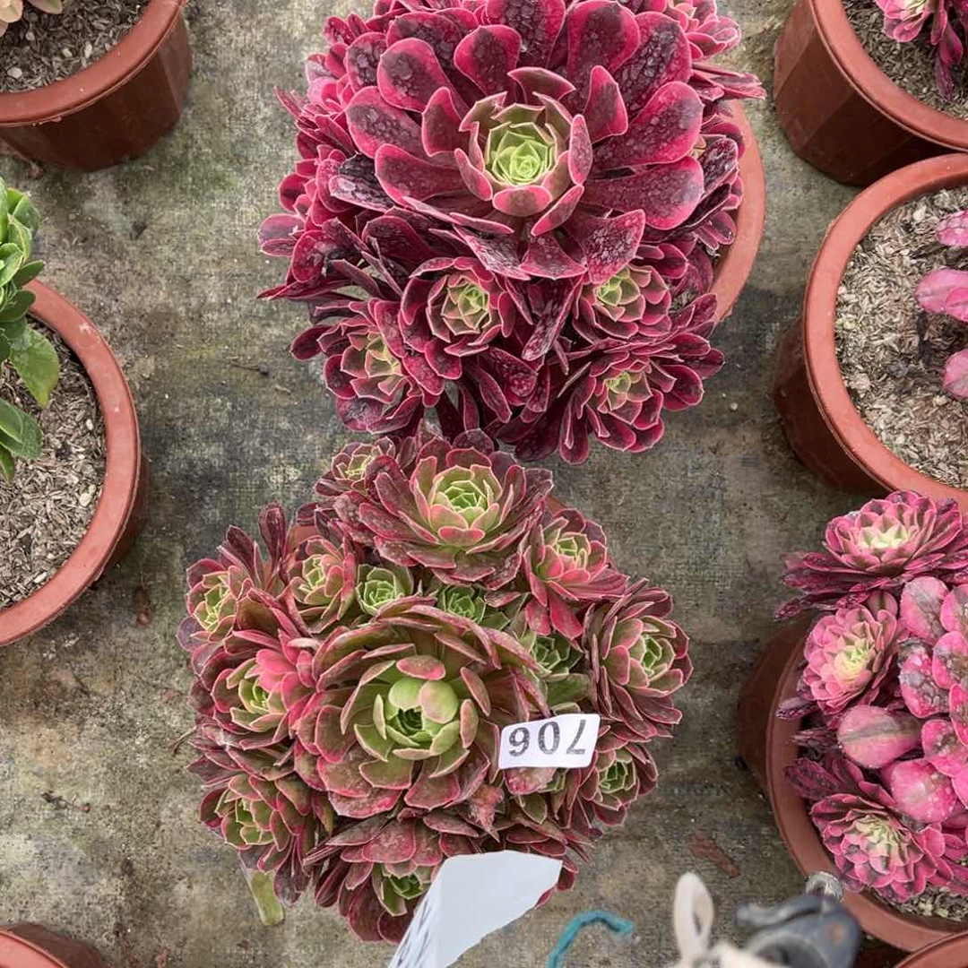 【闪购商品】套餐706多肉