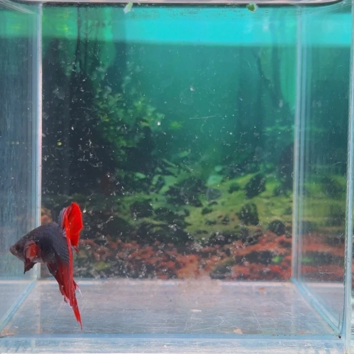红海倒吊鱼我们是个有担当