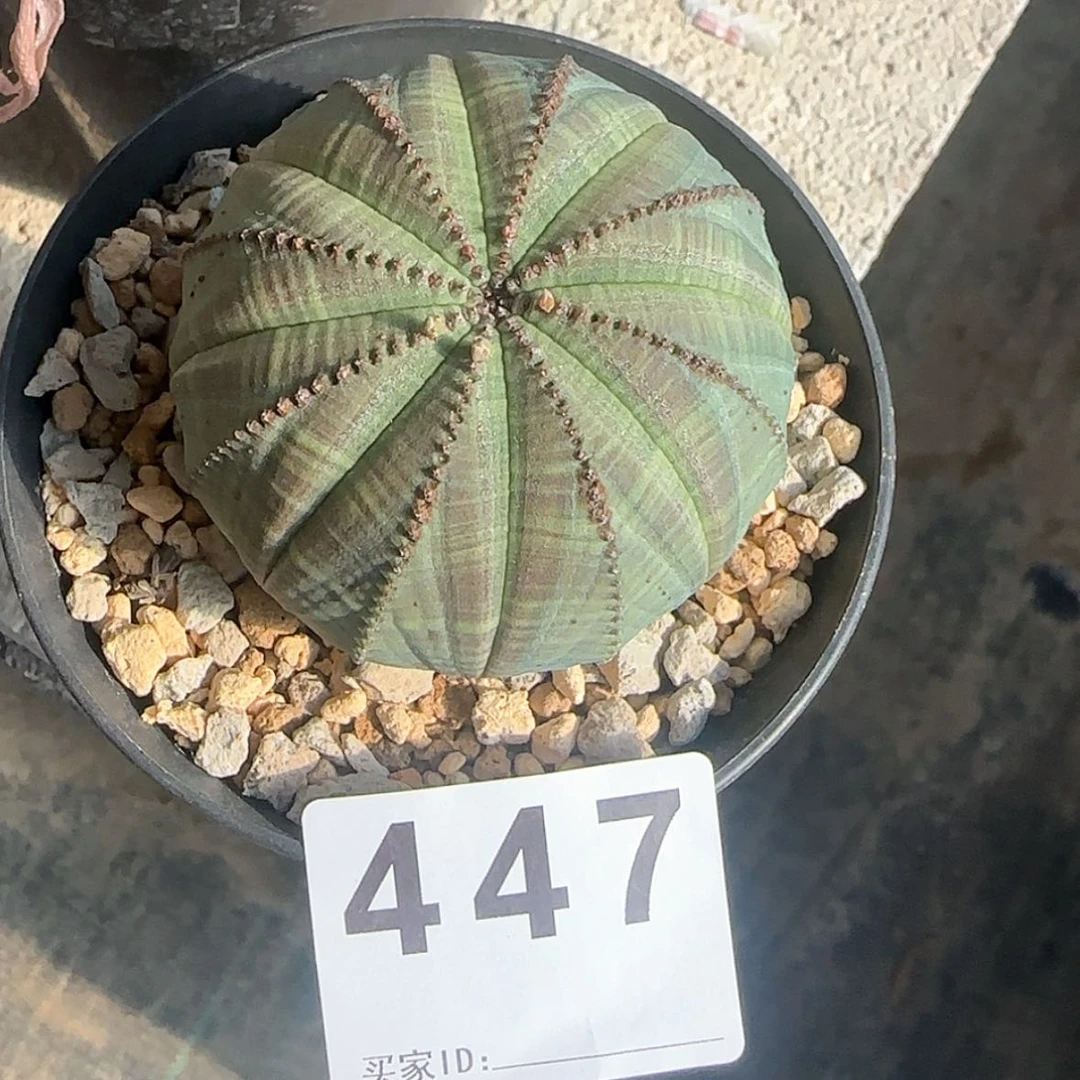 【闪购商品】简****明块根植物布纹球