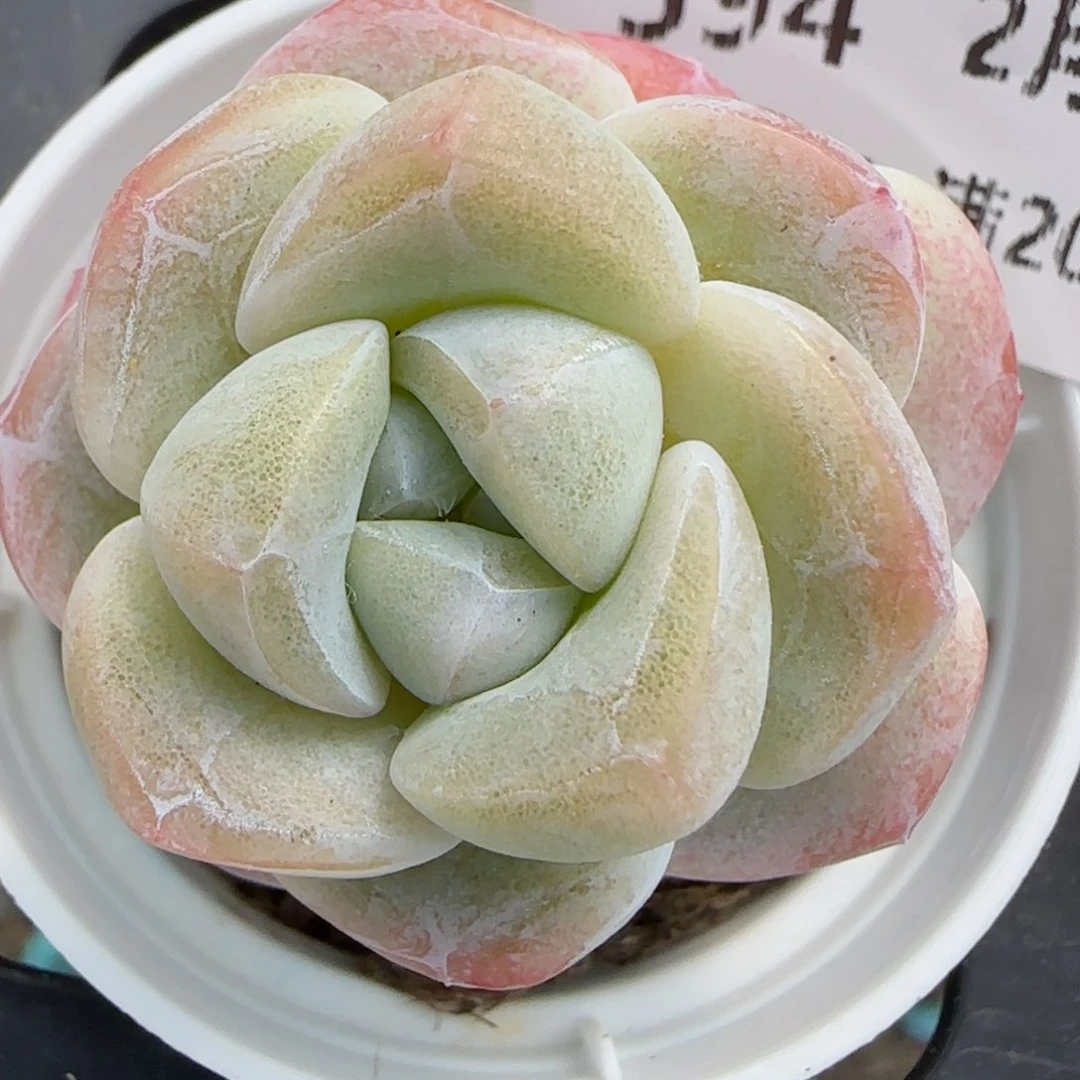 花语逸镜0219-594