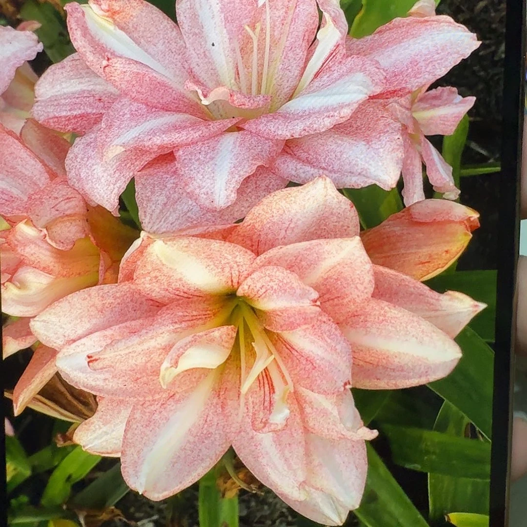 朱顶红581星光开花球