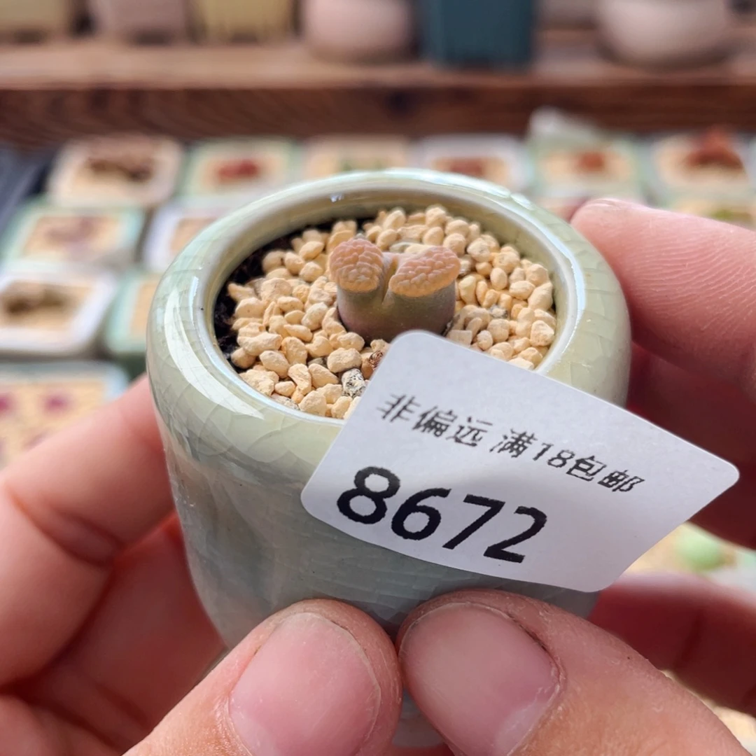 无花朵8672一物一拍 带盆 磁铁