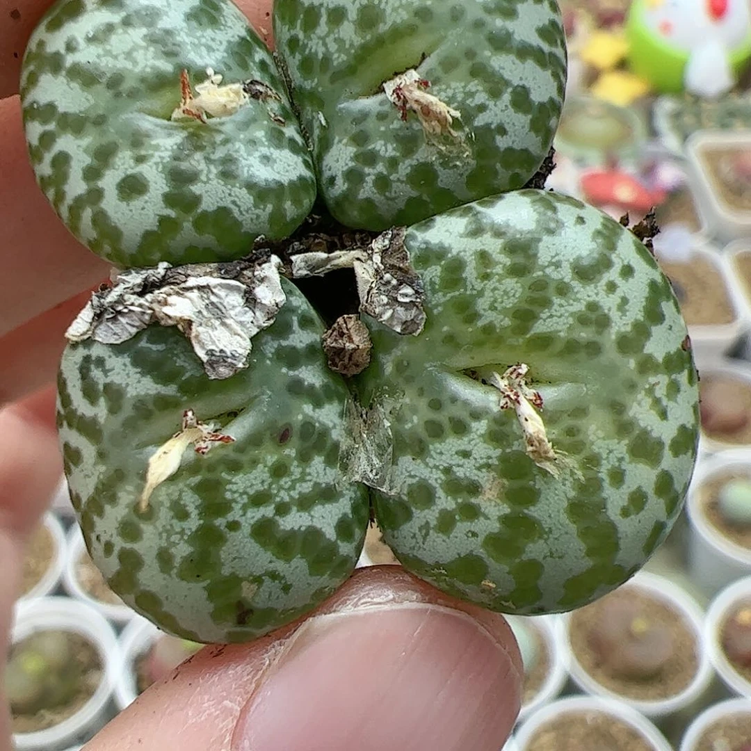 【闪购商品】314 安贞