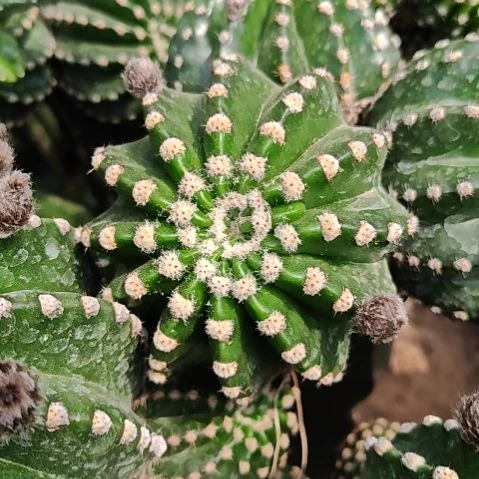 短毛七彩草侧芽8CM左右特