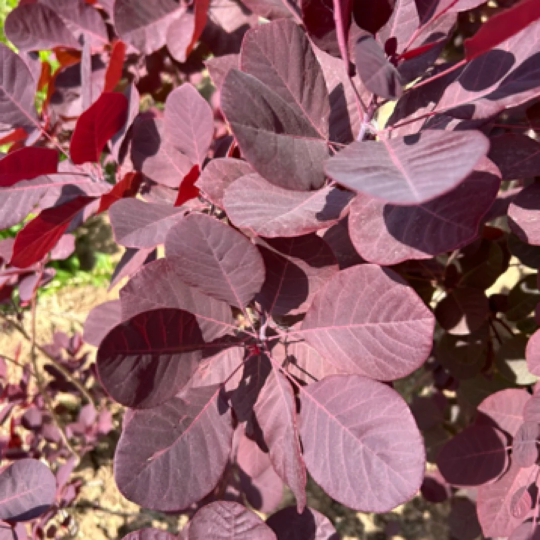 红栌 黄栌庭院种植盆景造型 工程绿化苗木