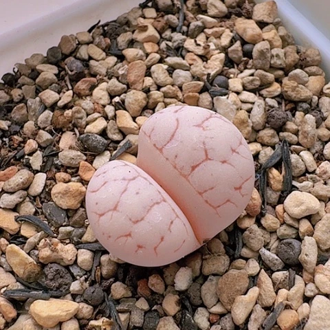 1856荒玉锦带盆土发货