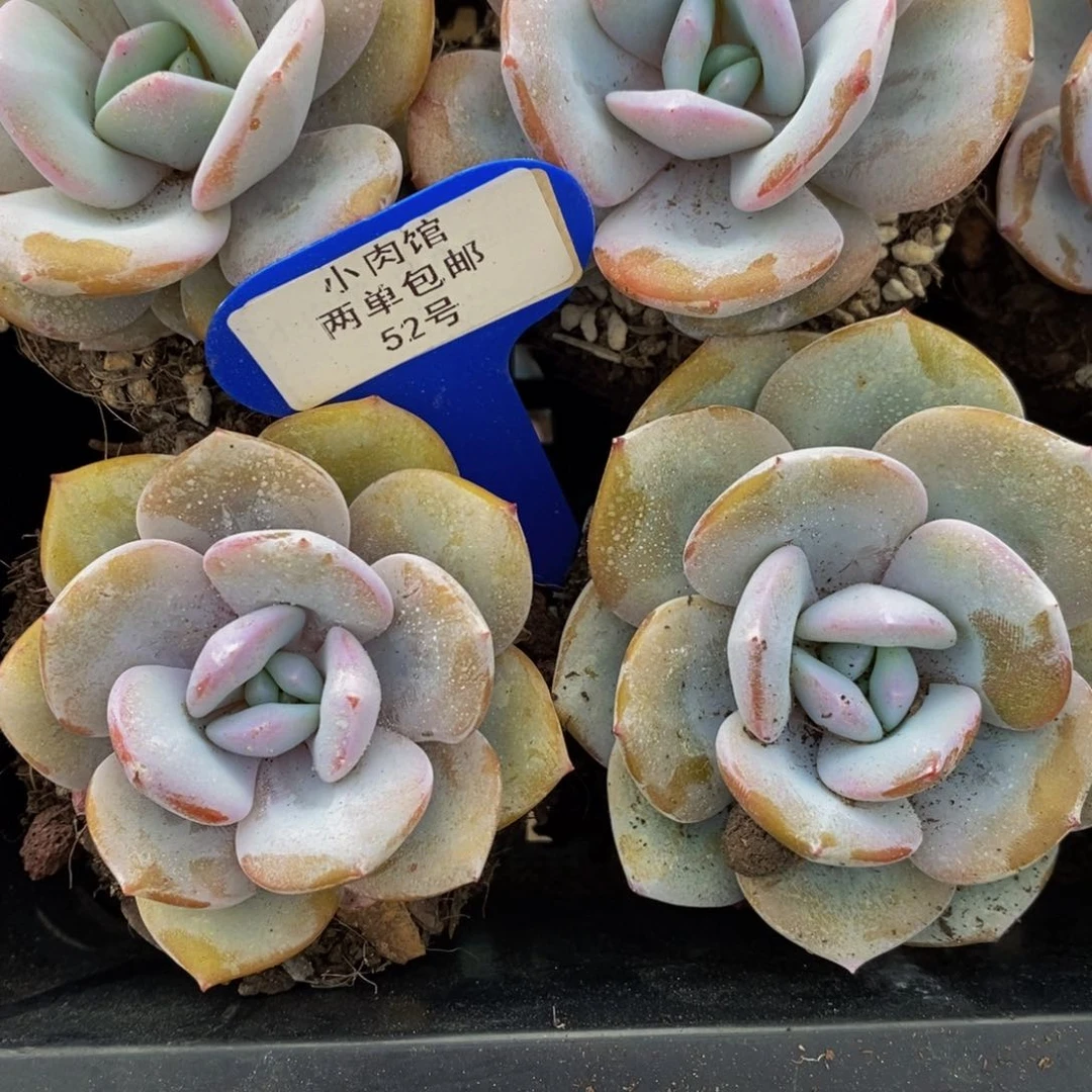 52-精品母本奶茶单头一个