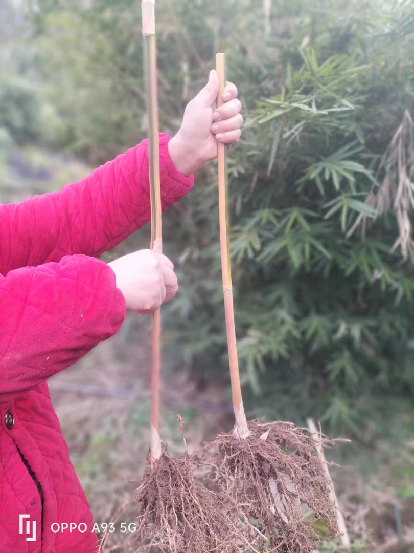 红运观音竹可以观赏绿化造林园林