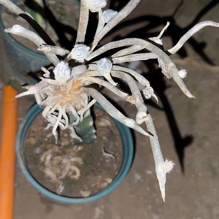 美杜莎仙人球开花