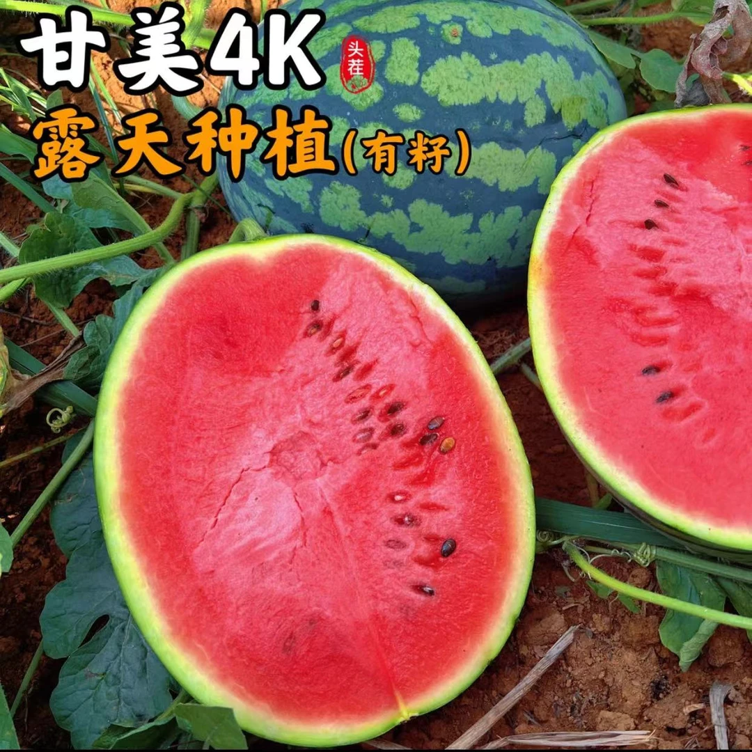 【冷藏后口感更佳】露天现摘甘美4K西瓜有籽新鲜西瓜当季皮薄脆甜