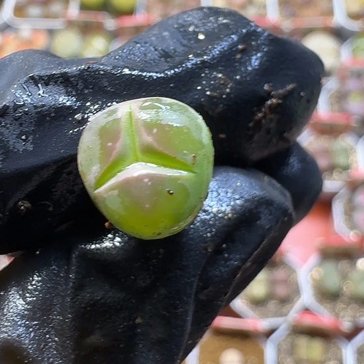 一****生石花33:：：。  21号