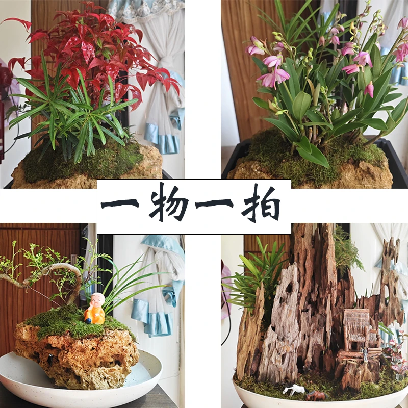 室内办公微盆景，茶几上的装饰绿植景观好养护