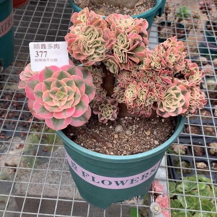 377粉女巫缀多肉植物特价
