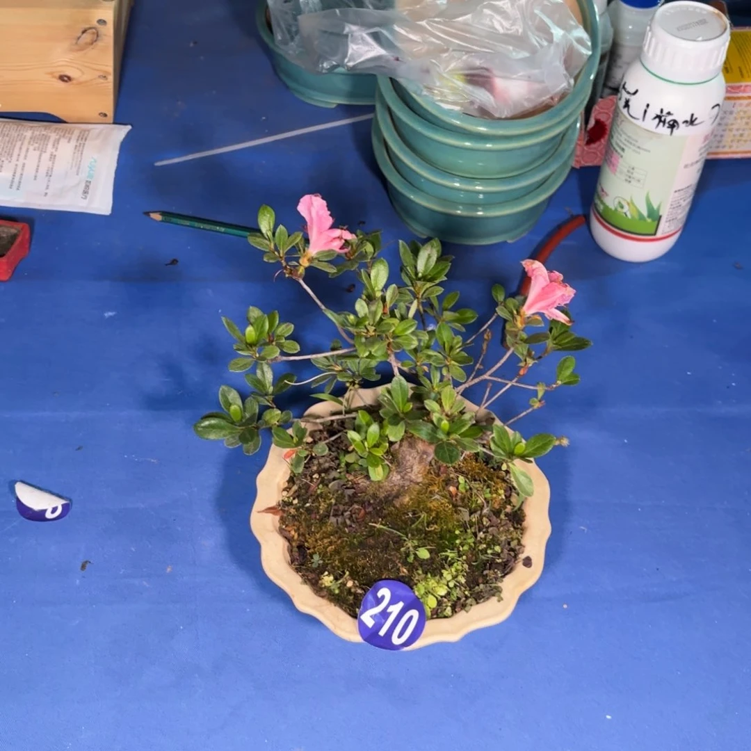 L**o大棚转让210号