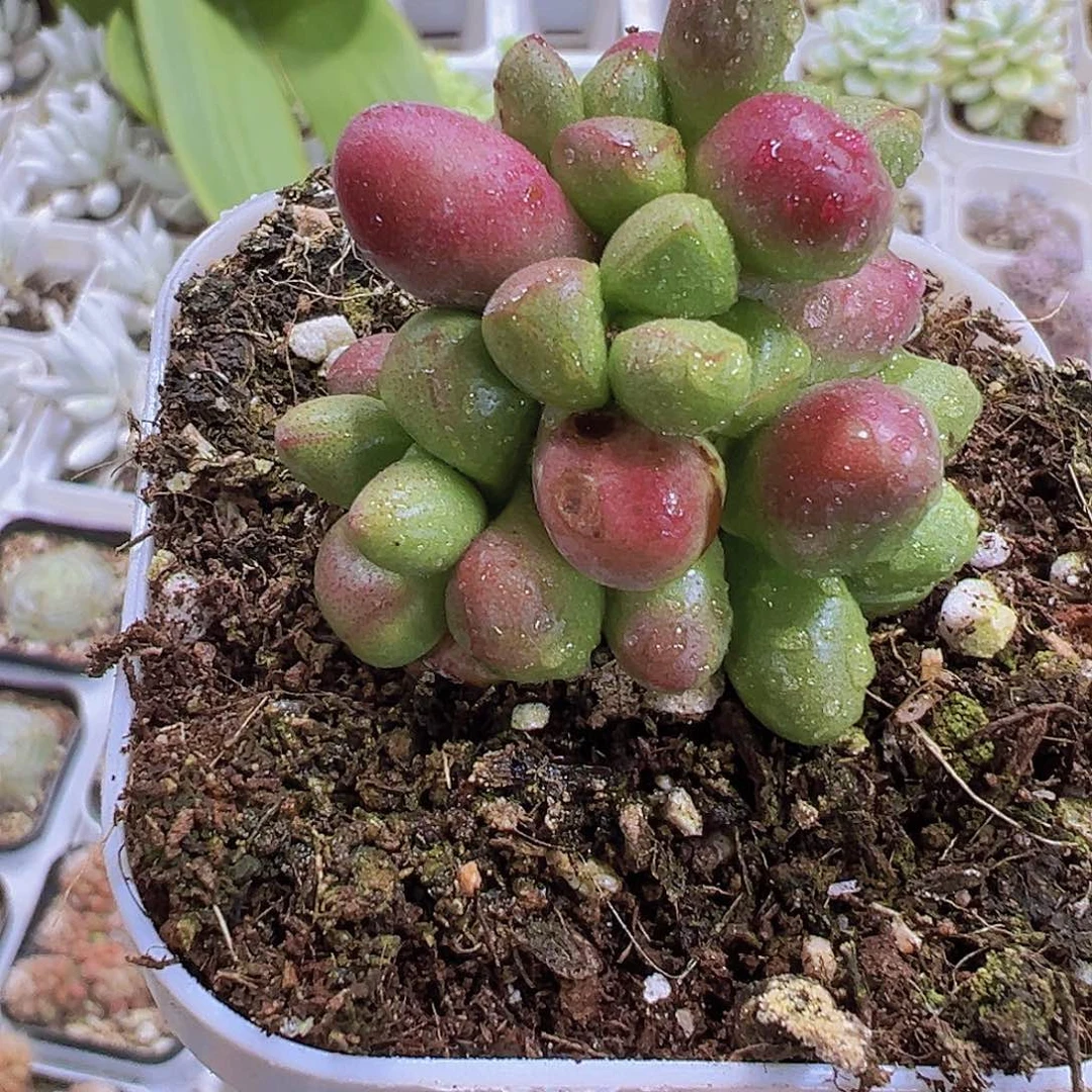 紫光19包邮多肉植物