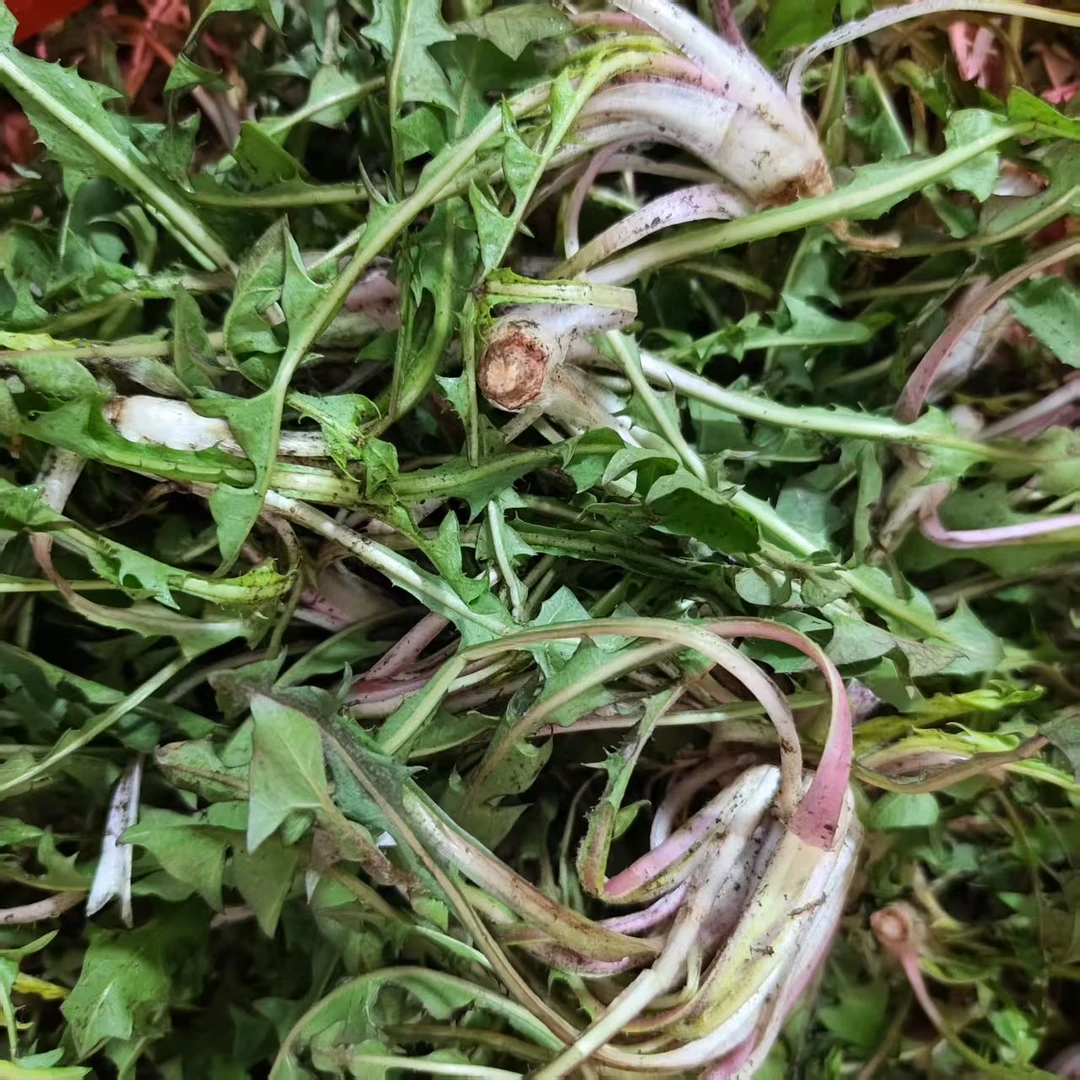 东北农家婆婆丁鲜菜蒲公英蘸酱菜山野菜苦菜现货现挖现发