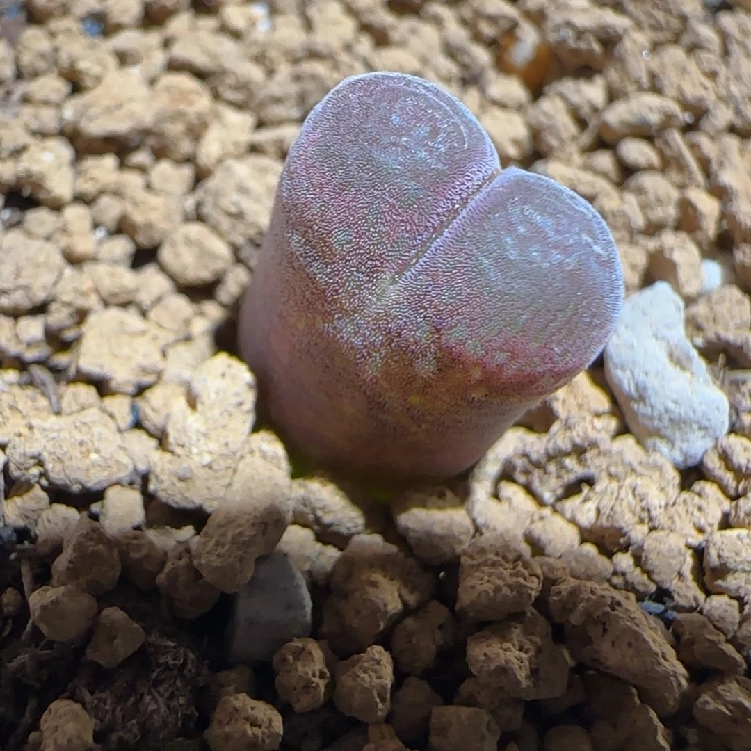肉锥多肉植物组合-泰坦峡谷748