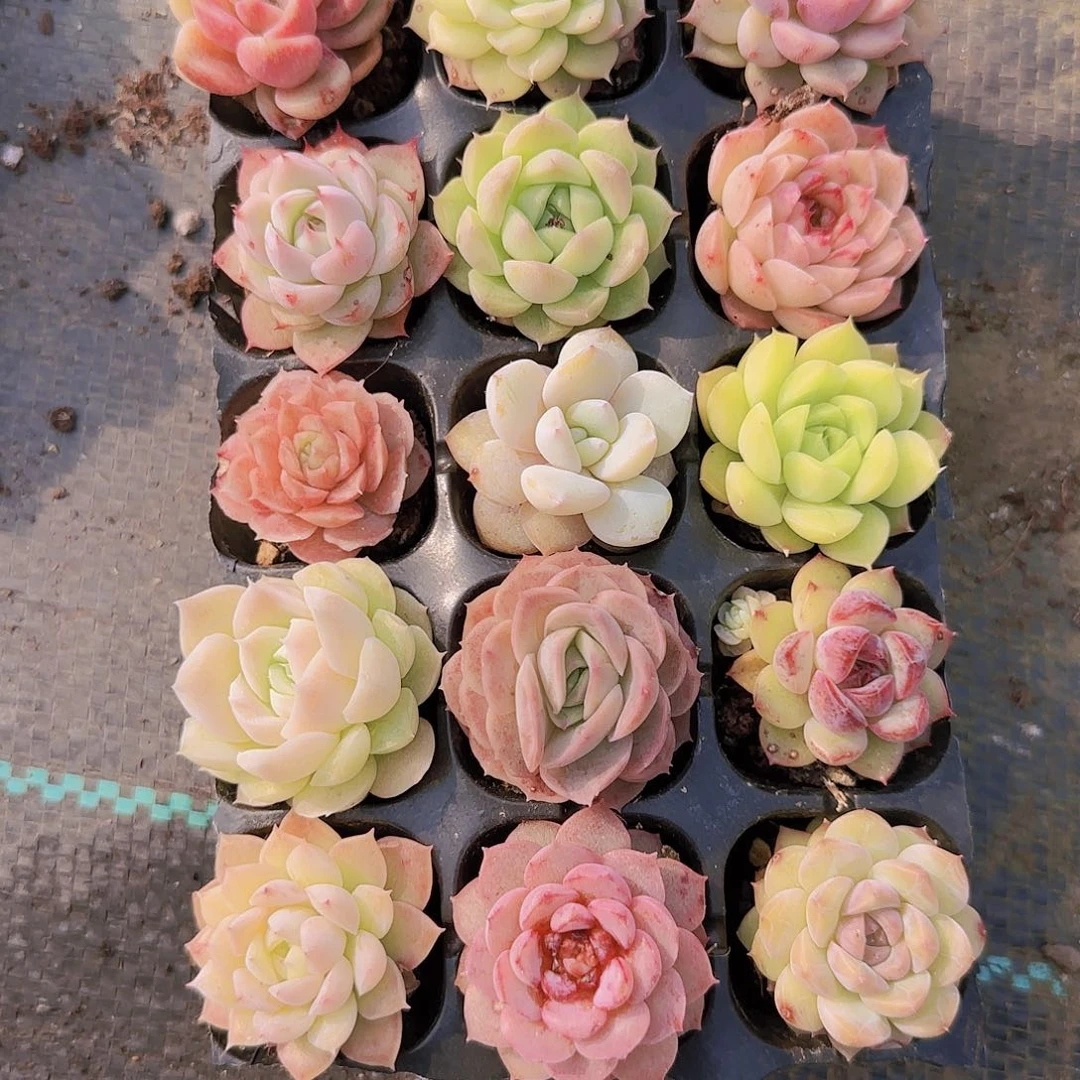 新品15颗优选量拍