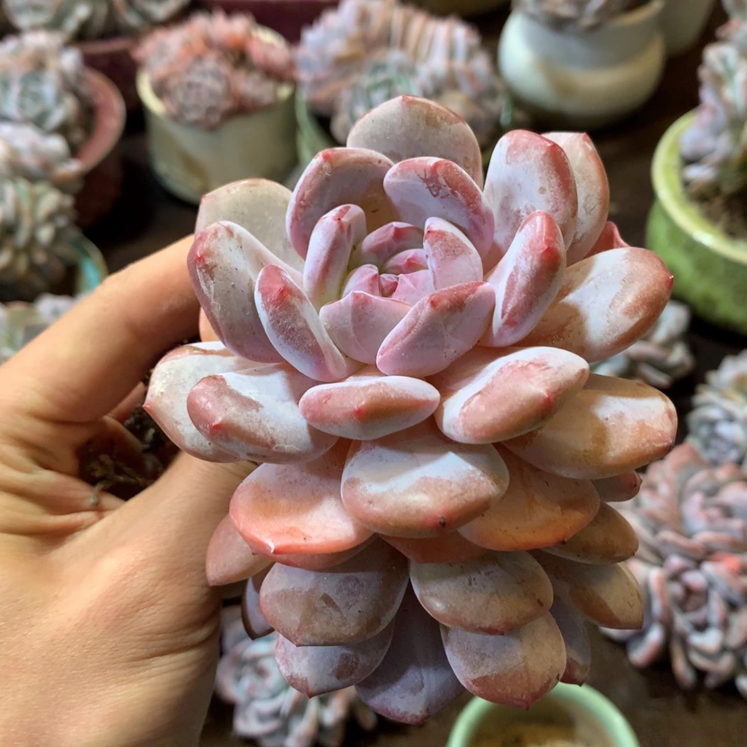 哈哈哈哈哈哈哈哈