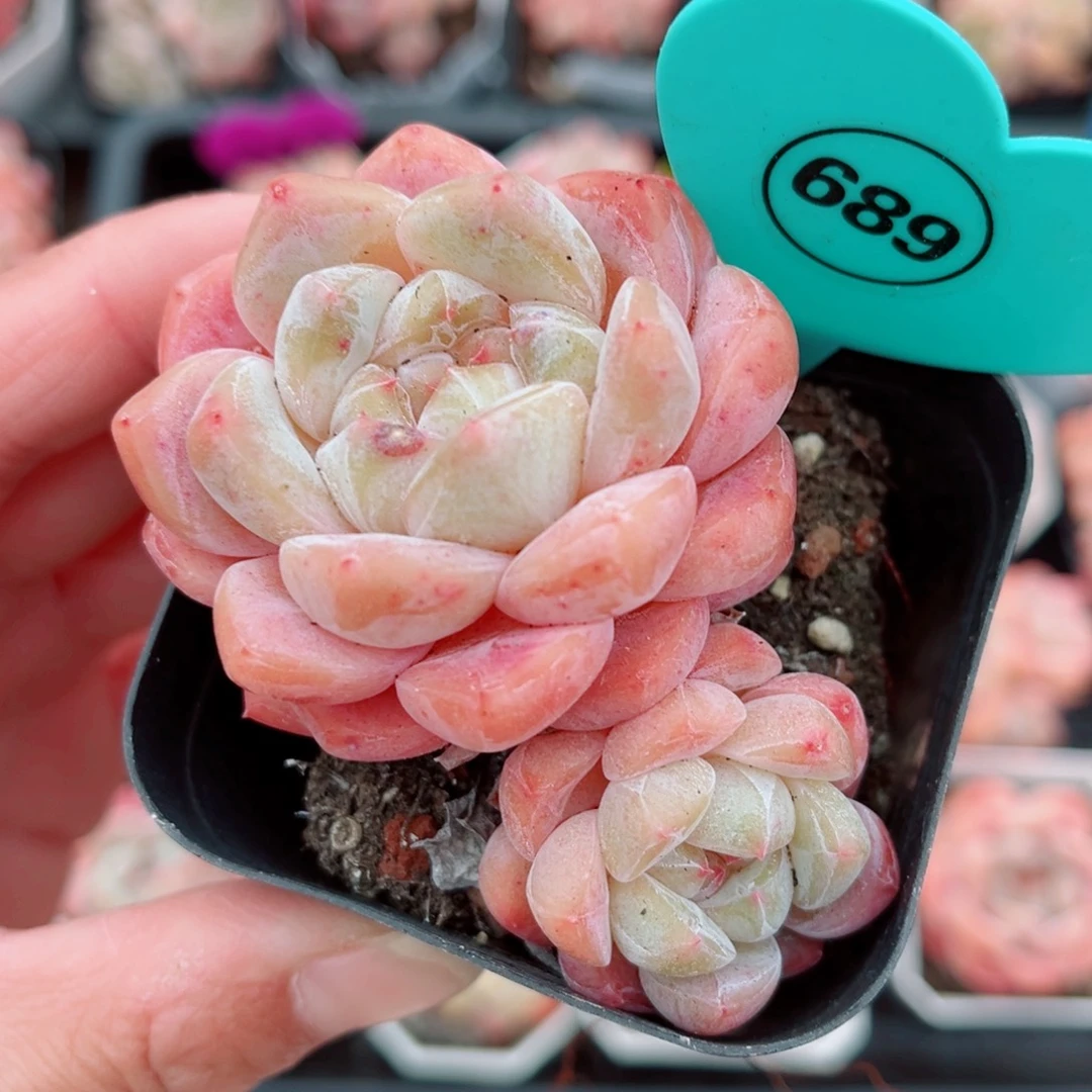 689号小老桩糖心双头