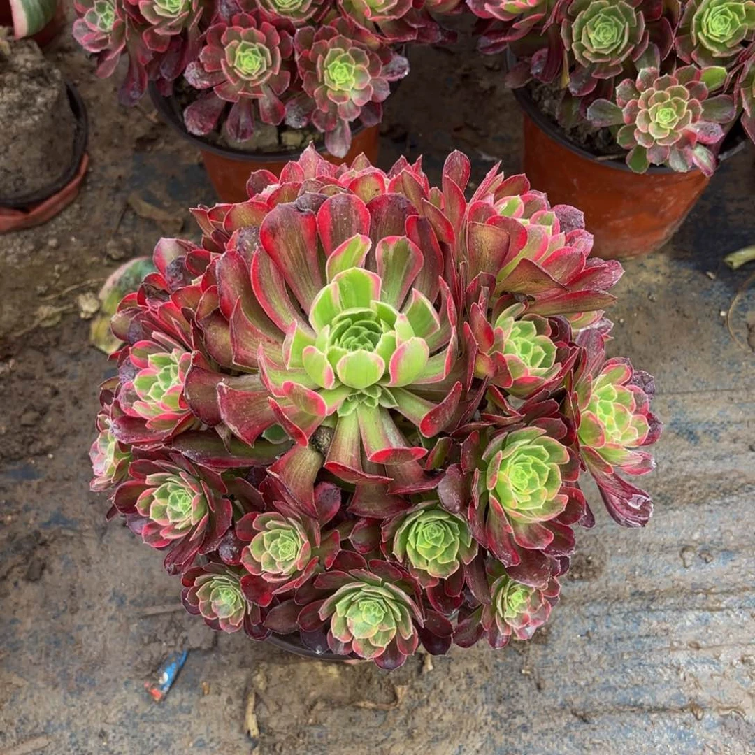 安娜9.9手捧福利