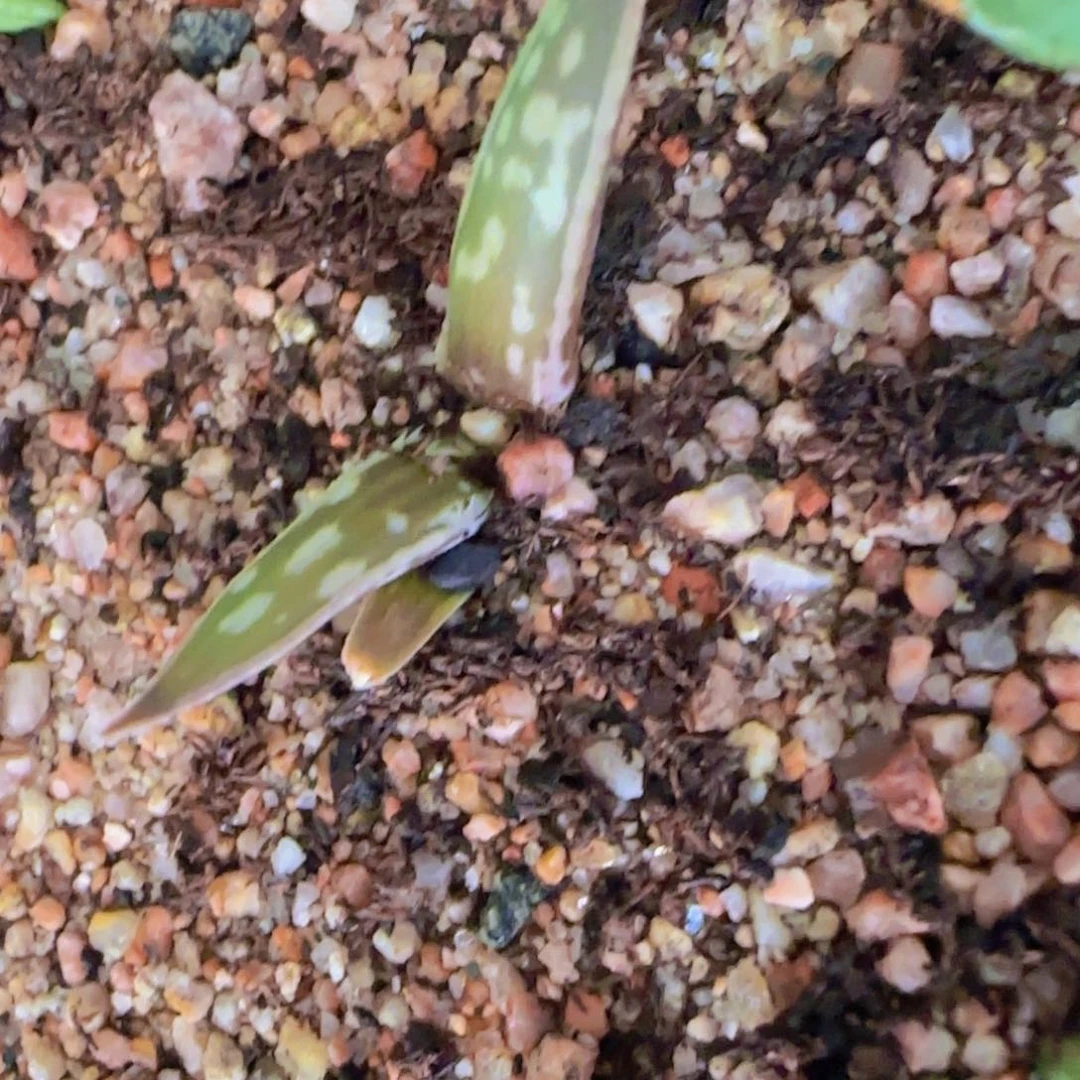 石**小块根植物块根植物块根