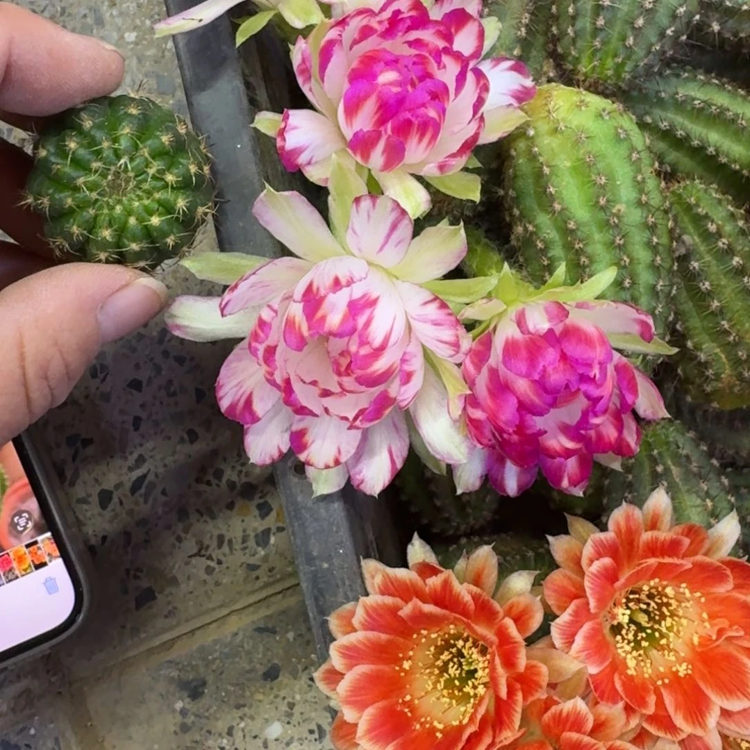 209丽花61歪无根侧牙3公分左右，20包邮