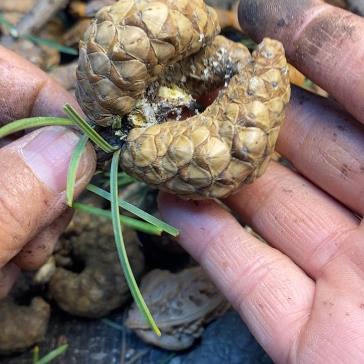 文玩核桃吊坠娜姐42