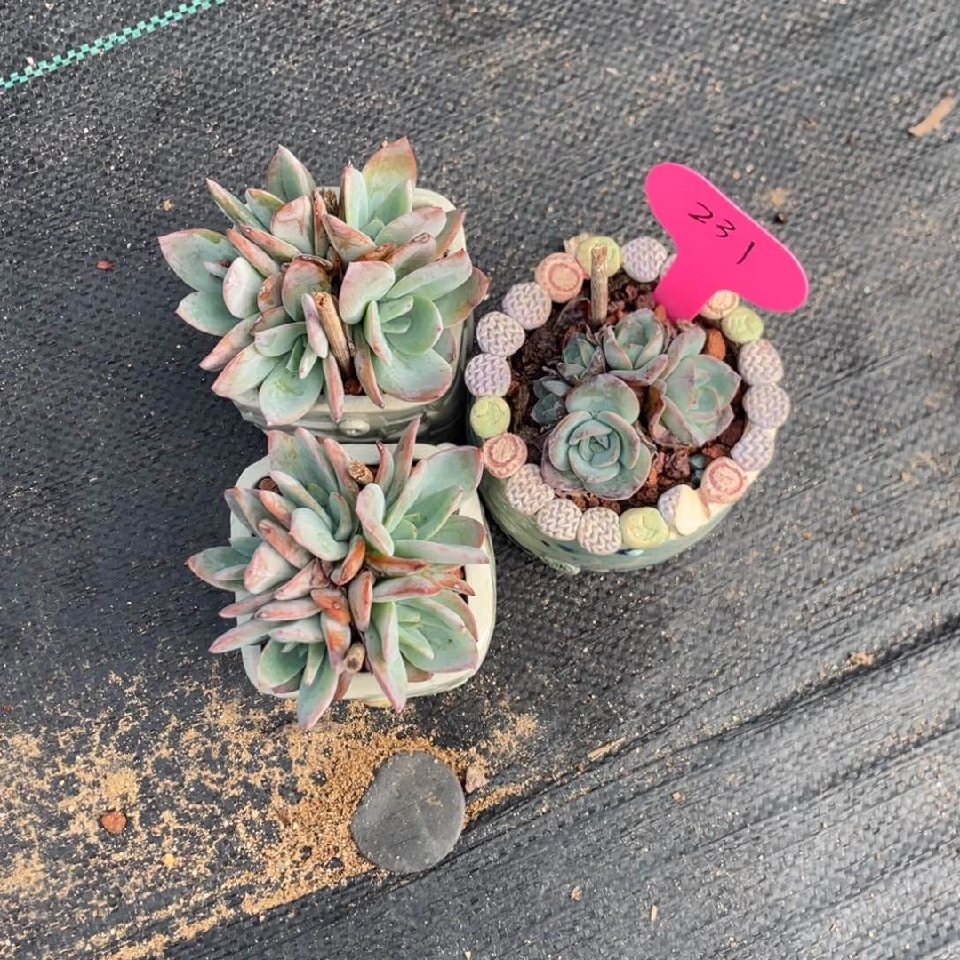 在***方布鲁蓝三个清台子231