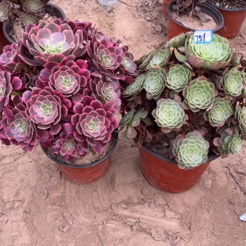 751多肉植物组合，