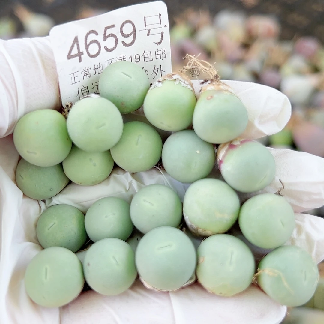 4659两年鸽子蛋20个1cm左右比较小特价出
