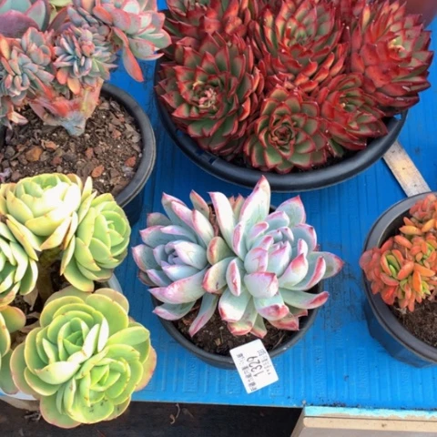 &**月1329黑天鹅多肉