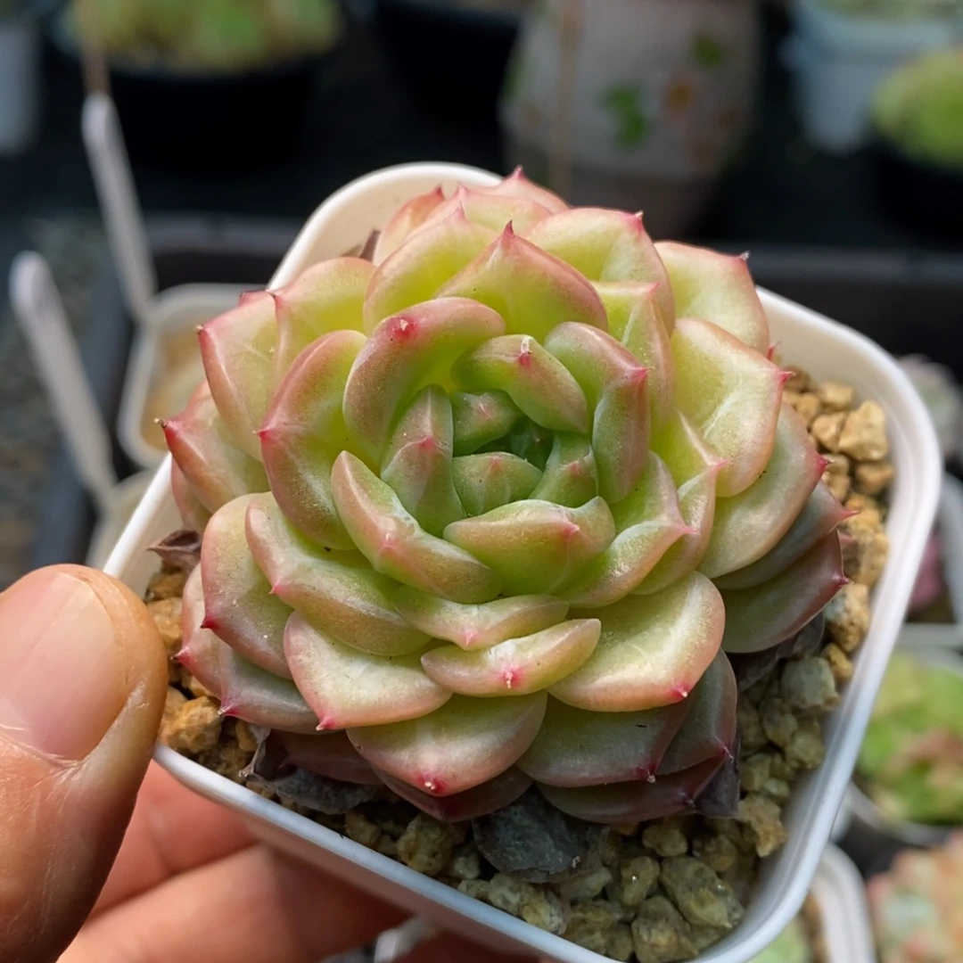 精品多肉一物一拍不包整185