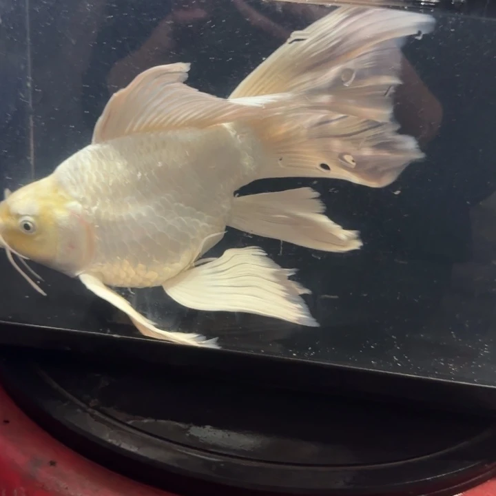 蝴蝶鲤鱼蝴蝶鲤包邮50