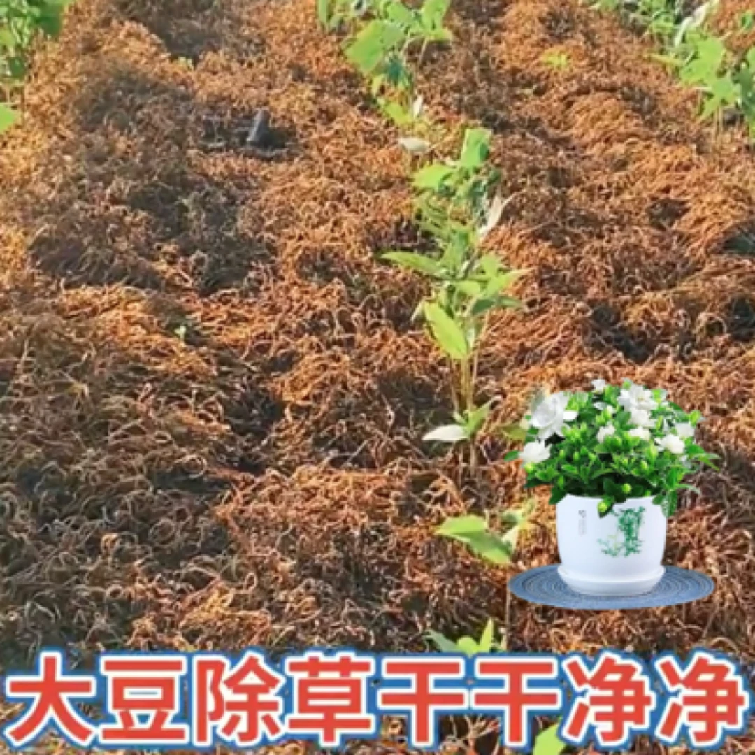 黄豆种子野菜苗后专用除草升级配方芦苇红根野黄豆水花生绿植