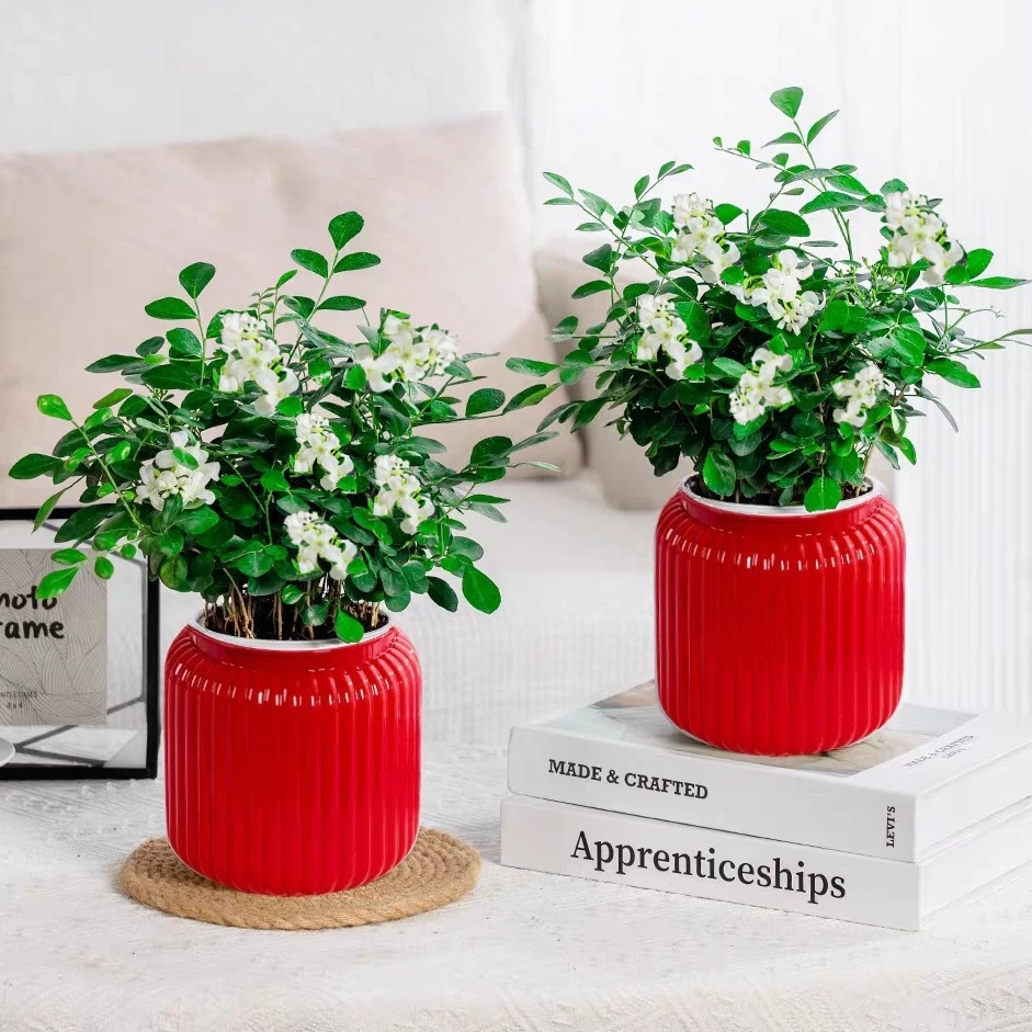 【买一发2套】九里香盆栽四季种植开花卉室内客厅外客厅阳台种植