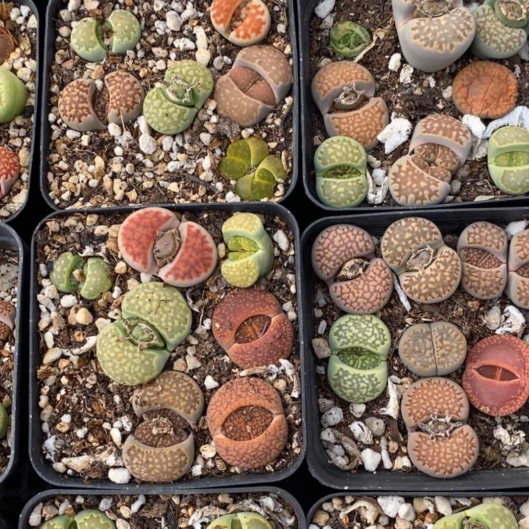 生石花五颗一组一组