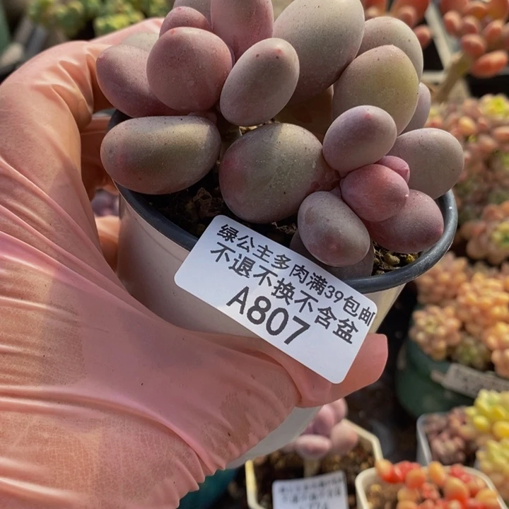 蛋黄奶7cm807多肉植物