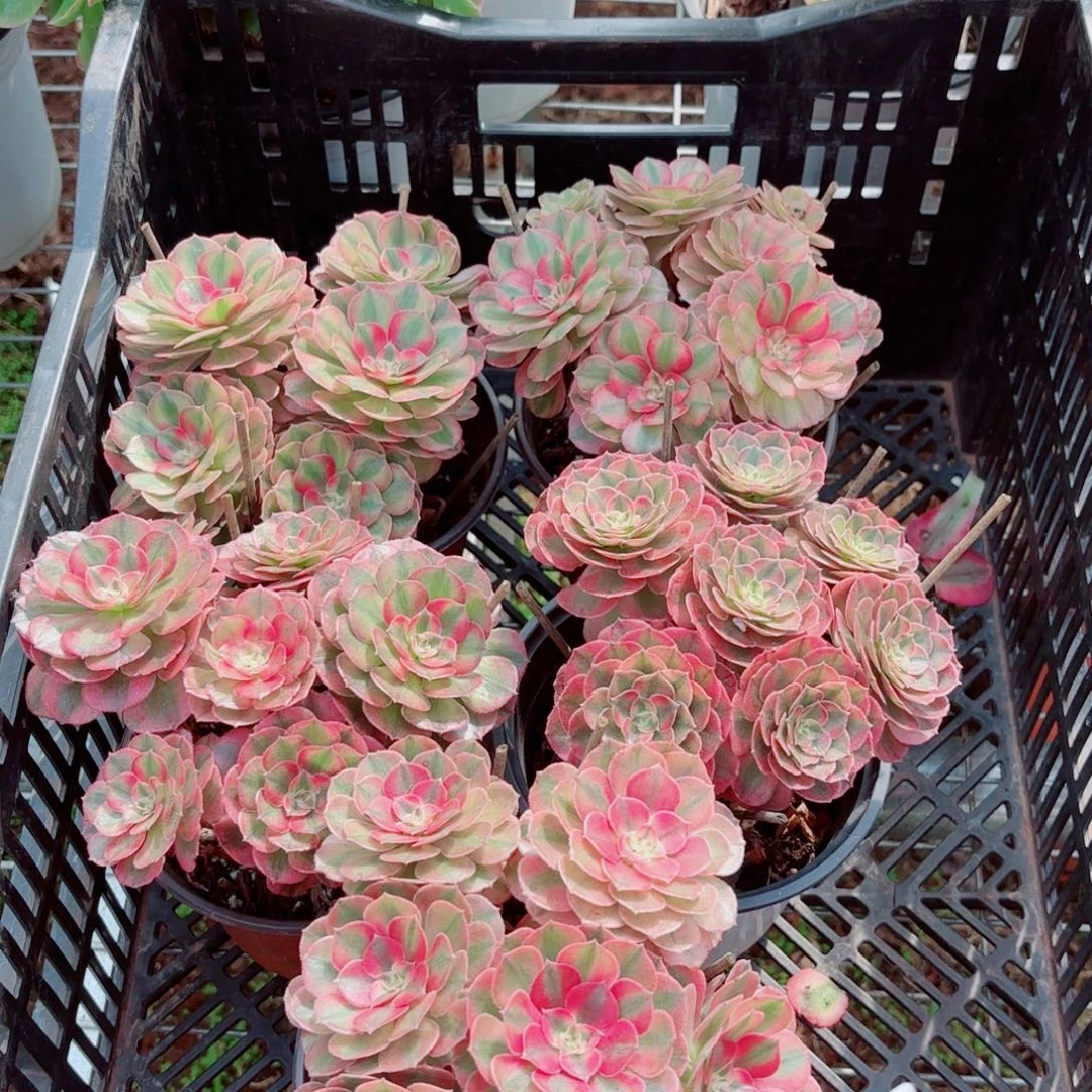 模特白荔枝量拍多肉法师一个（带盆带土）